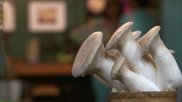 hamakua蘑菇