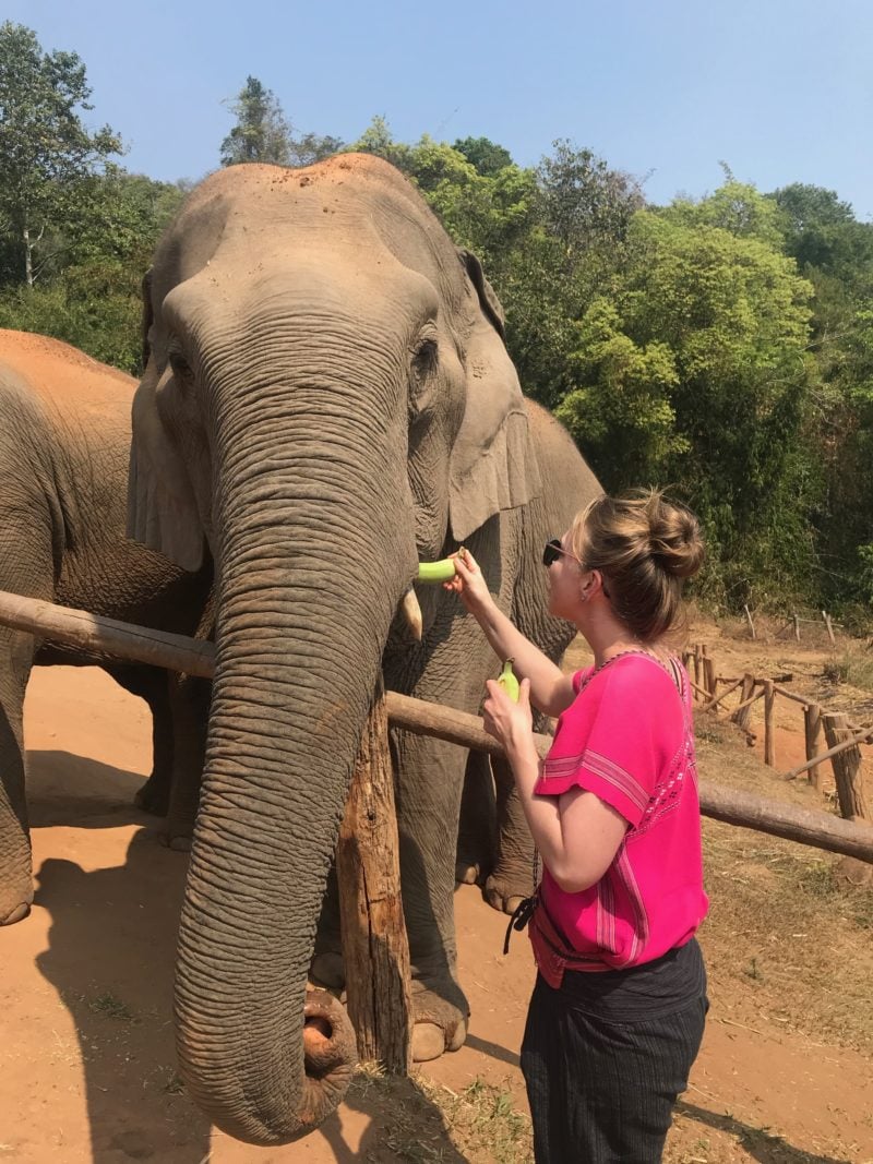 在泰国喂大象。
