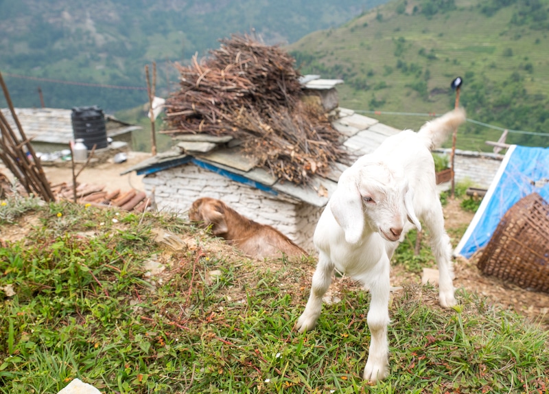 山羊在尼泊尔