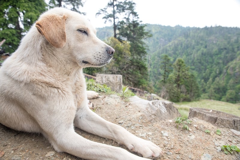 尼泊尔的猎犬