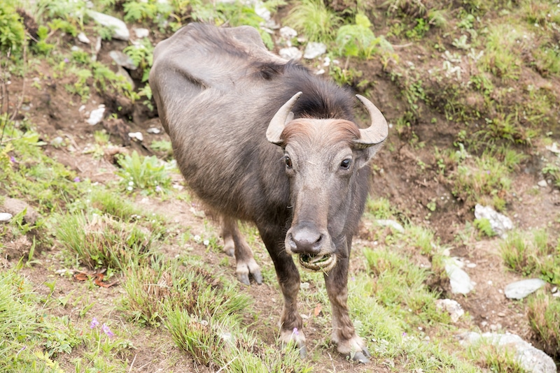 尼泊尔喜马拉雅地区的牦牛在吃草