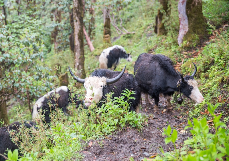 尼泊尔的牦牛在吃草
