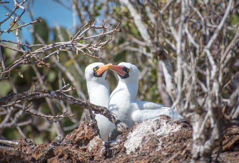 纳斯卡鲣鸟亲吻加拉帕戈斯群岛