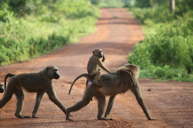 在非洲旅行期间，猴子们正在过马路