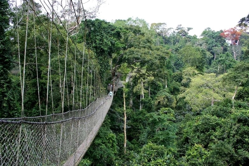 计划去加纳卡库姆国家公园的非洲冠桥旅行