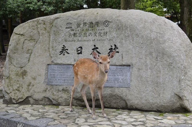 鹿一边在奈良享受亚洲之旅，一边在日本旅行