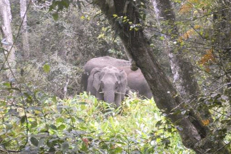 在亚洲旅行时看到大象