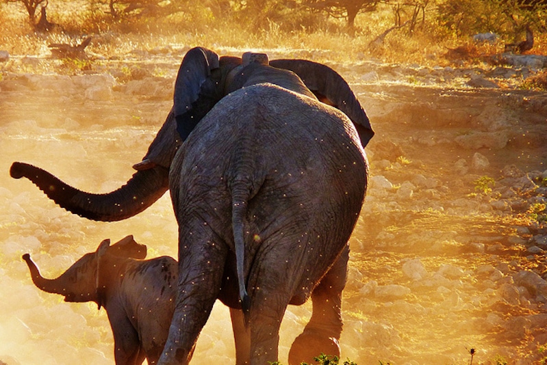 大象在南非狩猎