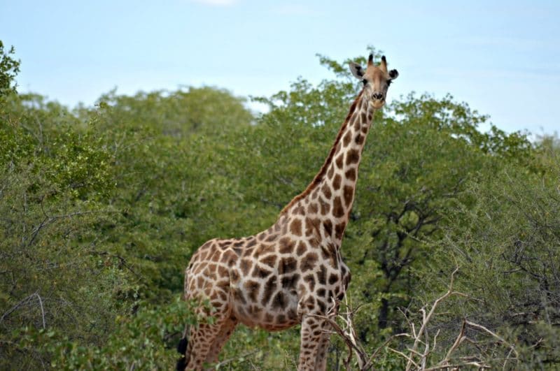 在埃托沙国家公园非洲狩猎旅行中的长颈鹿