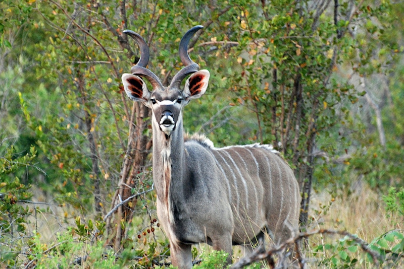 非洲野生动物之旅中的羚羊