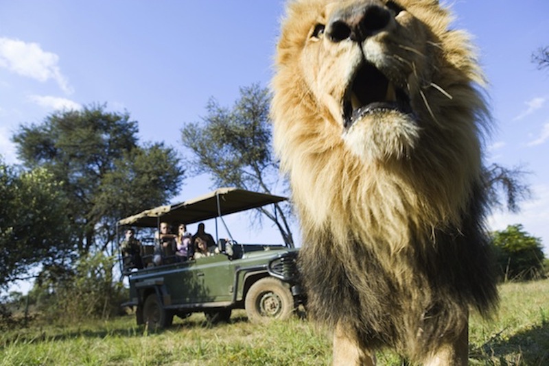 狮子在非洲狩猎旅行