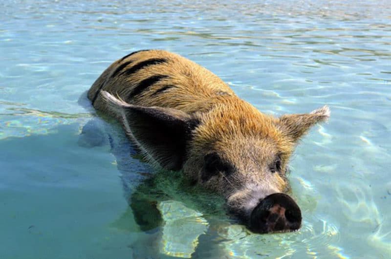 在巴哈马和猪一起游泳是最好的加勒比海之旅