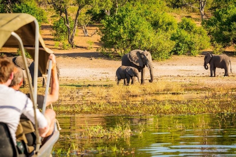 大象，在狩猎冒险假期中常见的景象