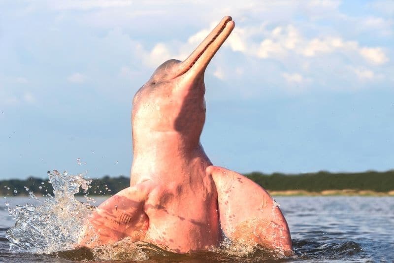 在亚马逊看到粉色海豚的奇妙冒险假期