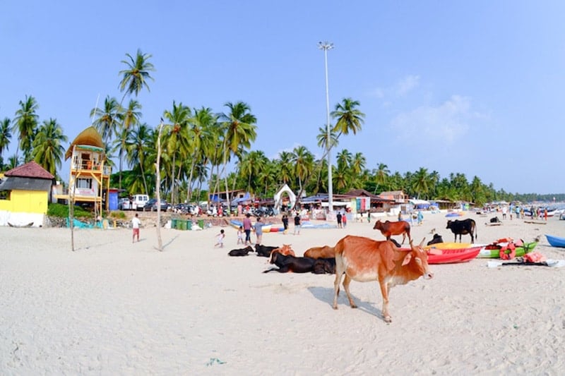 亚洲旅行印度Palolem海滩