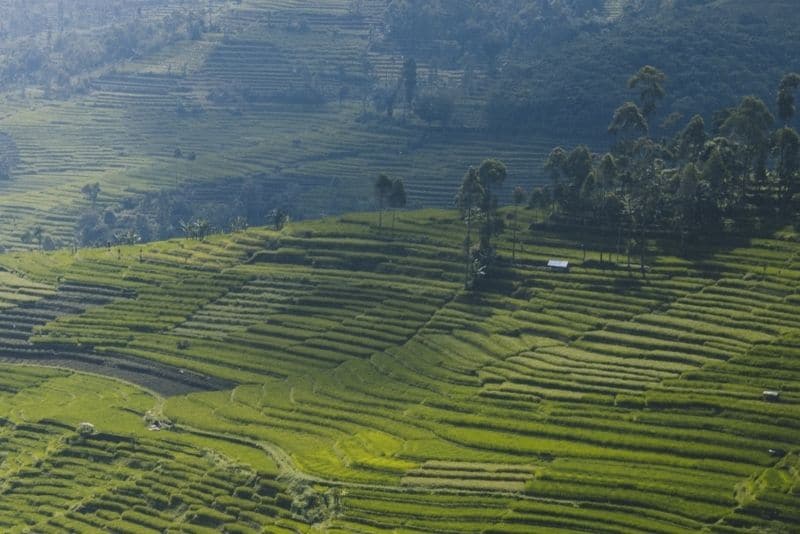 龙脊梯田水稻是亚洲顶级旅游景点