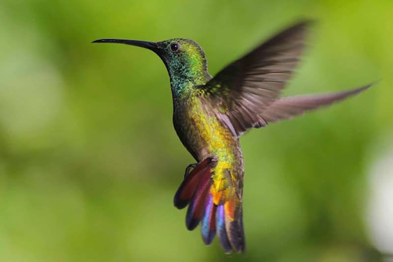 加勒比鸟类导游发现的会飞的蜂鸟
