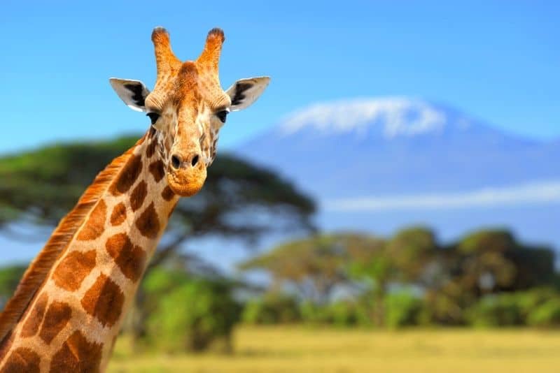 长颈鹿，在乞力马扎罗山活跃的旅行中常见的景象