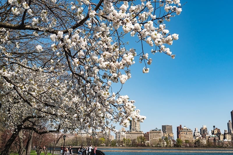 水库附近的樱花盛开，这是中央公园最受欢迎的Instagram景点之一