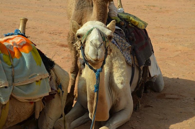 约旦之旅中的骆驼