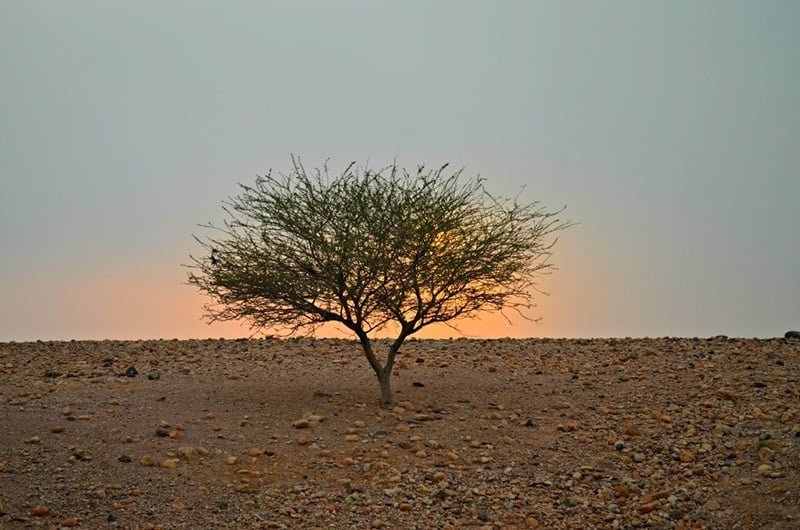 任何一本约旦旅游指南都不能不提到沙漠探险