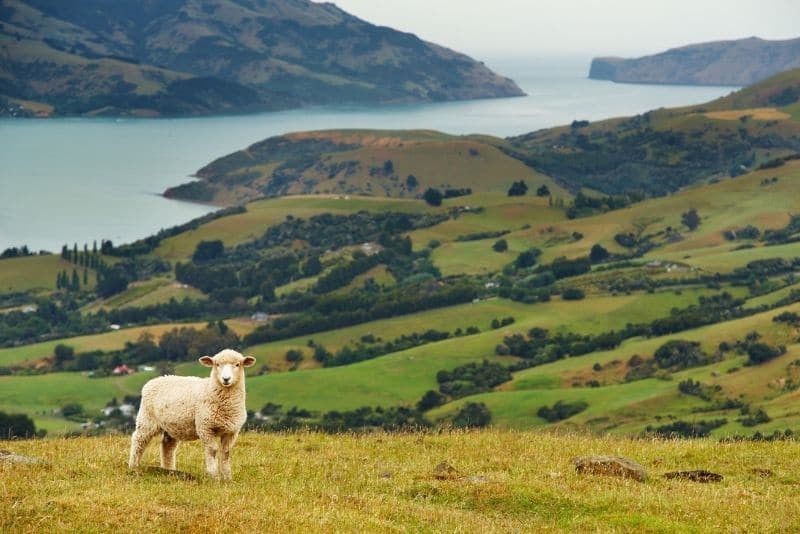 你不应该错过的新西兰最佳徒步旅行