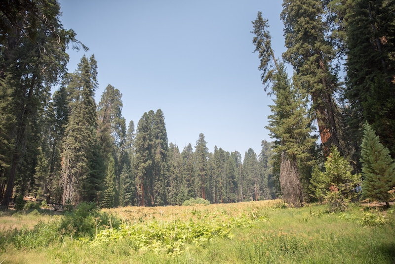 在红杉国家公园呆一天，一定要沿着大树小径绕着圆草地(Round Meadow)远足