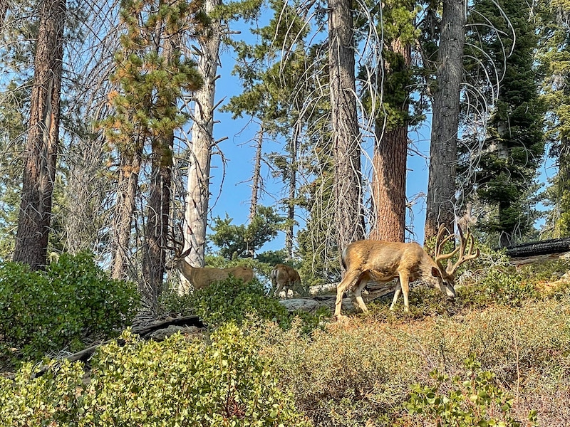 在红杉国家公园一日游中看到了鹿
