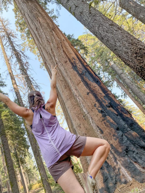 在红杉国家公园的一天行程中加入徒步旅行和瑜伽