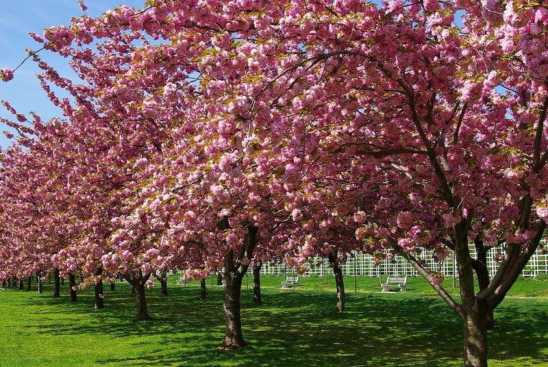 在布鲁克林植物园看樱花是一个人在纽约最值得做的事情之一