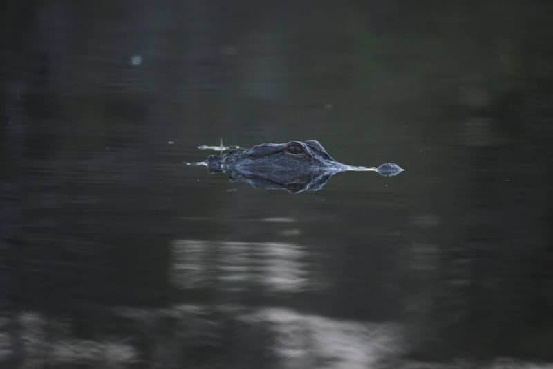 在美国大沼泽地国家公园独自旅行时看到了一只短吻鳄