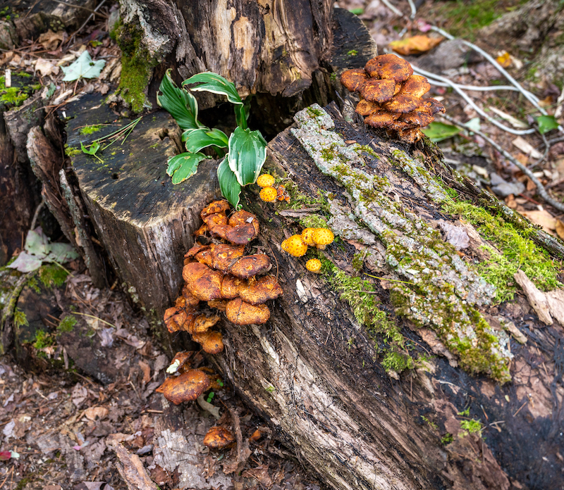 一位女士在纽约北部的秋季静修会上采蘑菇