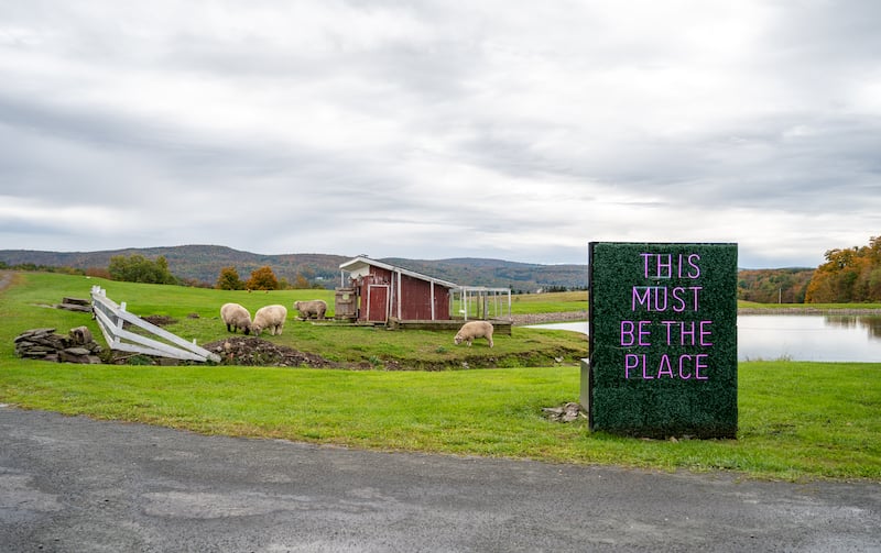在纽约五指湖吉尔伯特维尔农场吃草的绵羊