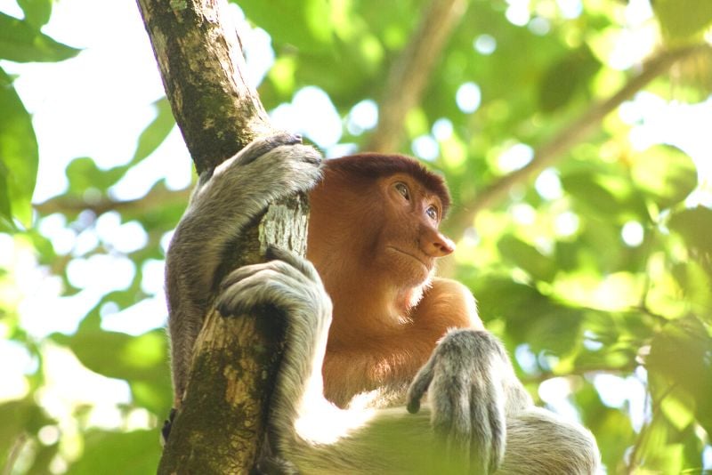 独自在马来西亚旅行时看到猴子