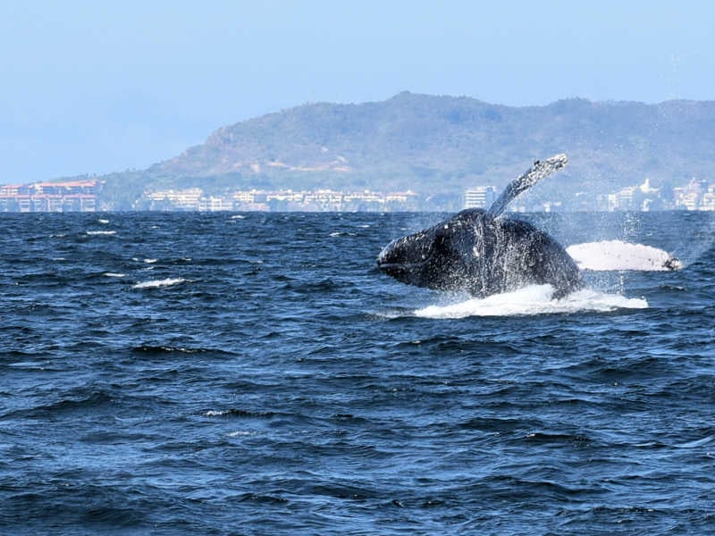 班德拉斯湾，一头撞破的座头鲸