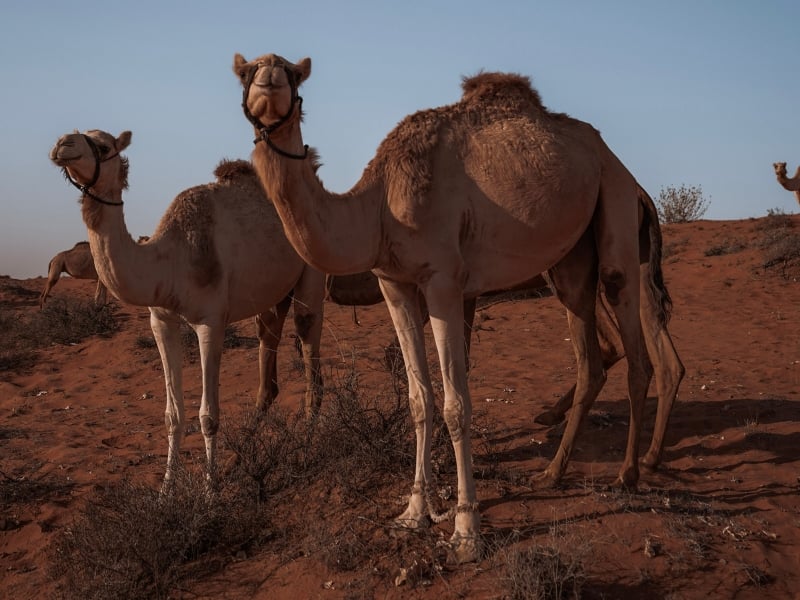 在迪拜附近的阿拉伯沙漠中发现了两头骆驼
