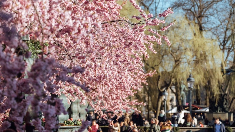 瑞典斯德哥尔摩的春天樱花盛开Kungsträdgården